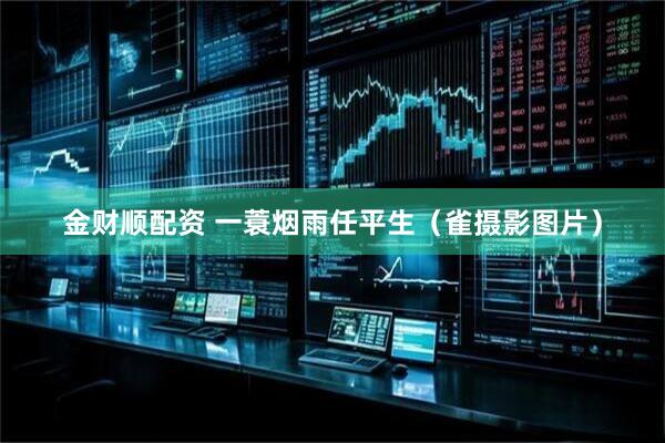 金财顺配资 一蓑烟雨任平生（雀摄影图片）